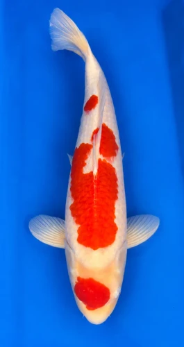 60cm Japanese Imported Maruten Kohaku - Dainichi - ICF2 - 10