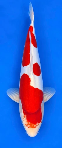49cm Japanese Imported Koi Doitsu Kohaku - Shinoda - A4 - 3