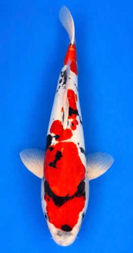 49cm Japanese Imported Koi Doitsu Showa - Shinoda - A4 - 8