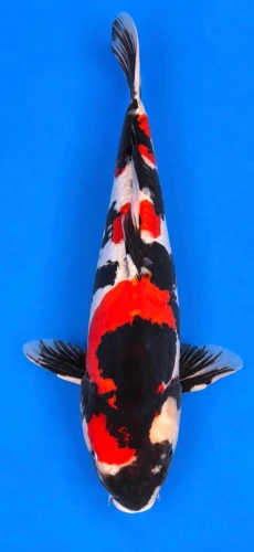 50cm Japanese Imported Koi Doitsu Showa - Marushin - A4 - 12