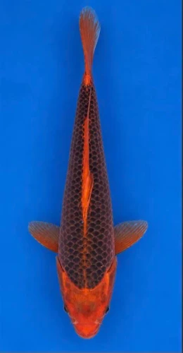 37cm Japanese Imported Koi Aka Matsuba - Marusei - QT5 - 2