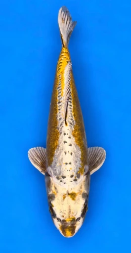 55cm Japanese Imported Doitsu Kogane Ochiba - Marusei - A1 - 6