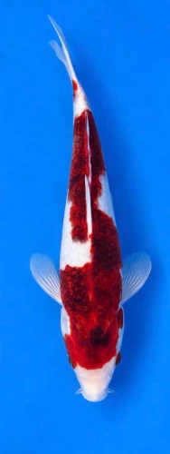 27cm Japanese Imported Koi Goromo - Marusei - QT5 - 5