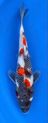 30cm Japanese Imported Koi Showa - Marusei - QT5 - 6