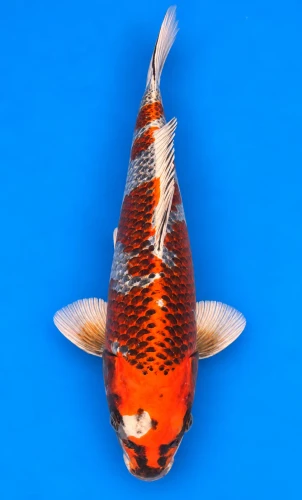 44cm Japanese Imported Kujaku - Kaneko - A1 - 52
