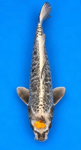 54cm Japanese Imported Tancho Aragoke - Ikarashi Ozumi - A1 - 51