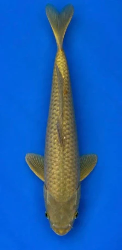 41cm Japanese Imported Koi Chagoi - Marusei - QT5 - 17