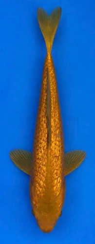 34cm Japanese Imported Koi Ginrin Chagoi - Marusei- QT5 - 18