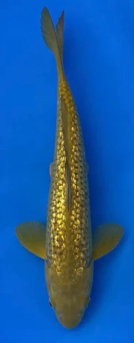 35cm Japanese Imported Koi Ginrin Chagoi - Marusei - QT5 - 20