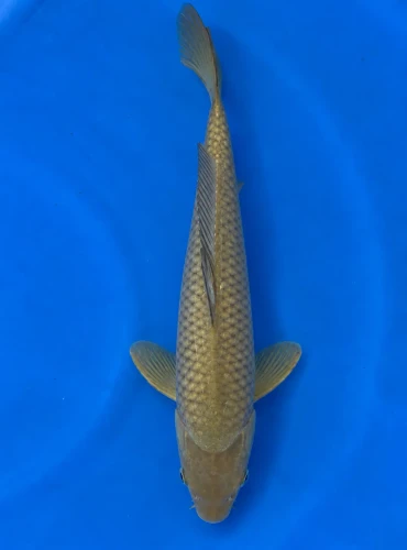 39cm Japanese Imported Koi Chagoi - Marusie - QT5 - 40