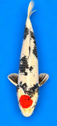 56cm Japanese Imported Kin Tancho Showa - Kanno - A1 - 15