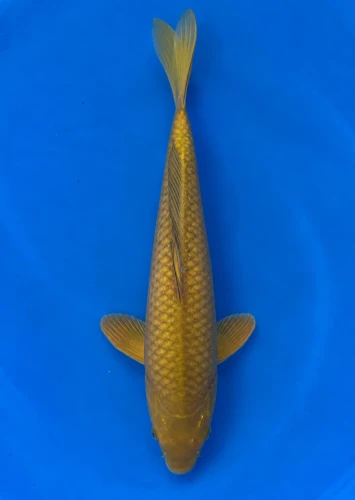 37cm Japanese Imported Koi Chagoi - Marusie - QT5 - 39