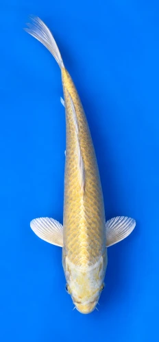 30cm Japanese Imported Koi Yamabuki - Marusei - QT5 - 23