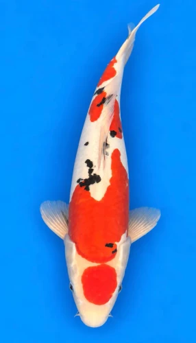 53cm Japanese Imported Doitsu Maruten Sanke - Maruhiro - A1 - 36