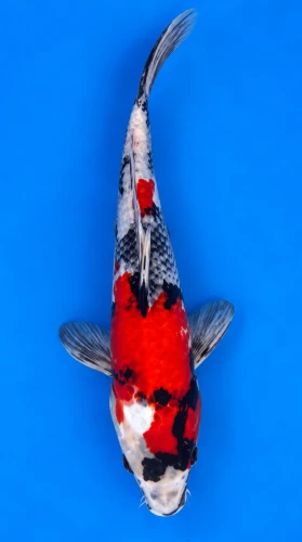 25cm Japanese Imported Koi Showa - Marusei - QT5 - 24