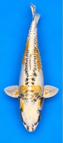 57cm Japanese Imported Yellow Dragon - Marusei - A1 - 38