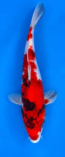 23cm Japanese Imported Koi Showa - Marusei - QT5 - 28