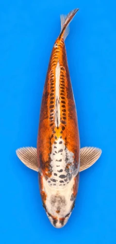 53cm Japanese Imported Beni Kikokuryu - Marusei - A1 - 39