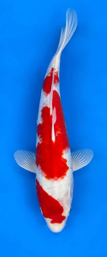 30cm Japanese Imported Koi Kohaku - Marusei - QT5 - 31