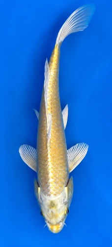 32cm Japanese Imported Koi Yamabuki - Marusei - QT5 - 32