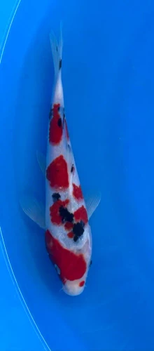 23cm Japanese Imported Koi Ginrin Sanke - Marusei - QT4 - 28