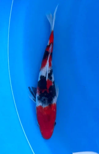 21cm Japanese Imported Koi Sanke - Marusei - QT4 - 35