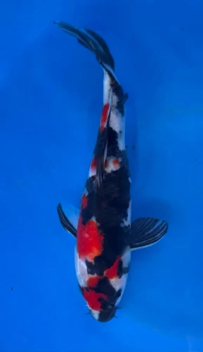 24cm Japanese Imported Koi Showa - Marusei - QT4 - 37