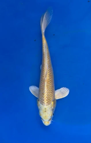 21cm Japanese Imported Koi Yamabuki - Marusei - QT4 - 38