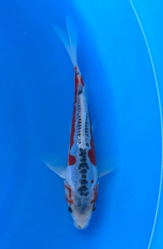 17cm Japanese Imported Shusui - Marusei - QT1- 49