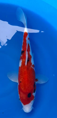 32cm Japanese Imported Sanke - Marusei - QT1- 53