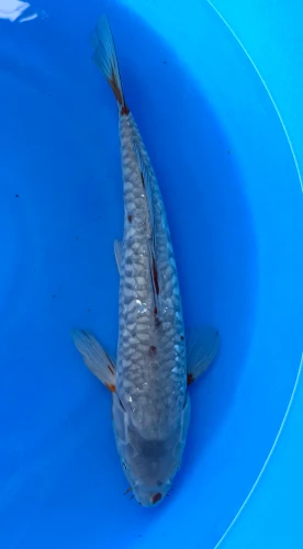 33cm Japanese Imported Aragoke Ochiba - Marusei - QT1- 55
