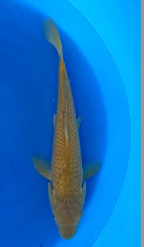 36cm Japanese Imported Chagoi - Marusei - QT1- 57