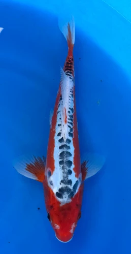 26cm Japanese Imported Shusui - Marusei - QT1- 58
