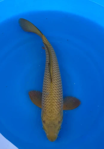 35cm Japanese Imported Chagoi - Marusei - QT1- 60