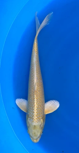 34cm Japanese Imported Yamabuki - Marusei - QT1- 70