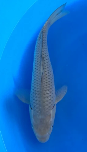 33cm Japanese Imported Soragoi - Marusei - QT4- 54