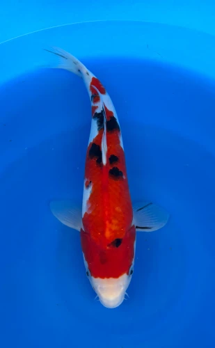 33cm Japanese Imported Sanke - Marusei - QT4- 55