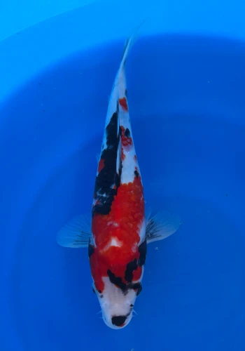 30cm Japanese Imported Showa - Marusei - QT4- 66
