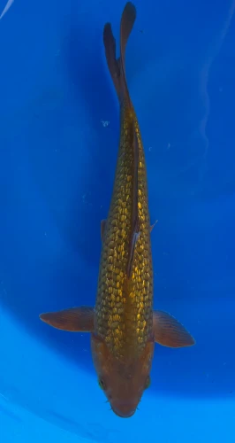 32cm Japanese Imported Ginrin Chagoi - Marusei - QT4- 67