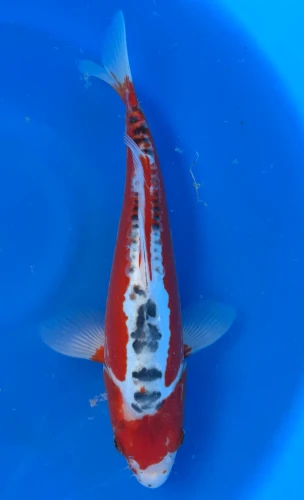 30cm Japanese Imported Shusui - Marusei - QT4- 70