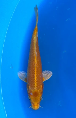 21cm Japanese Imported Yamabuki - Marusei - QT4- 73