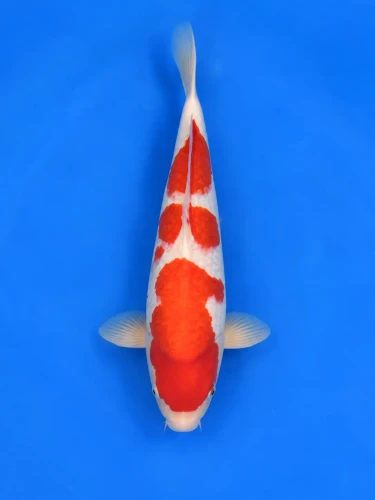 54cm Japanese Imported Kohaku - Momotaro- L5- 1