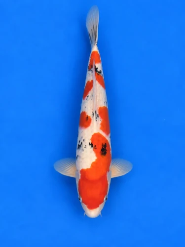 54cm Japanese Imported Sanke - Momotaro- L5- 2
