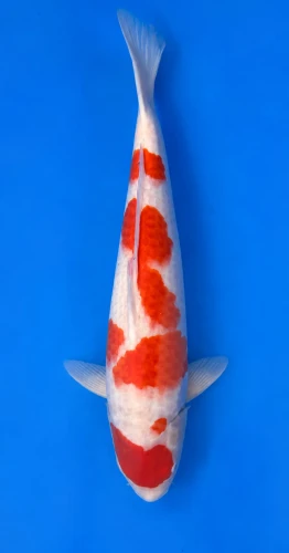 50cm Japanese Imported Kohaku - Momotaro- L5-3