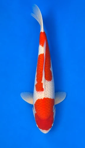 55cm Japanese Imported Kohaku - Momotaro- L5- 6
