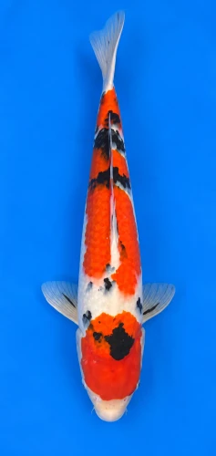 54cm Japanese Imported Sanke - Momotaro- L5- 7