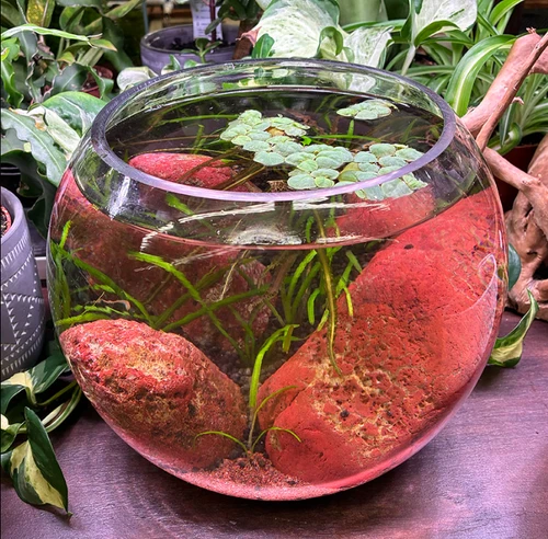 Low Maintenance, High Reward: Keeping Neocaridina Shrimp in Bowls
