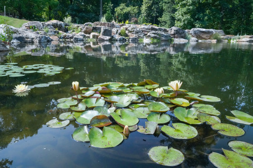 One Year Later: How the Vaynerchuk Recreation Pond Has Come to Life
