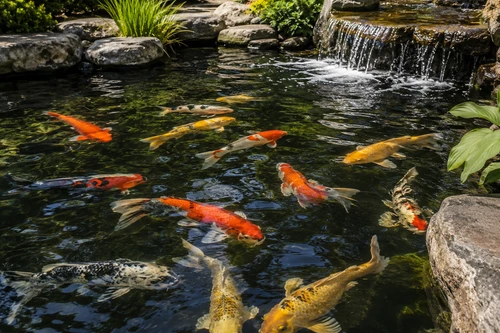 How Many Koi Can a Pond Hold? Stocking a New Pond