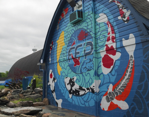 Fitz’s Fish Ponds Explores the Future of Live Selling — From Koi to House Plants and Aquascaping